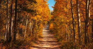 Photo by <a href="https://unsplash.com/@joshuaworoniecki?utm_source=unsplash&utm_medium=referral&utm_content=creditCopyText">Joshua Woroniecki</a> on <a href="https://unsplash.com/photos/a-dirt-road-surrounded-by-lots-of-trees-rSQB6EE8qH4?utm_source=unsplash&utm_medium=referral&utm_content=creditCopyText">Unsplash</a>