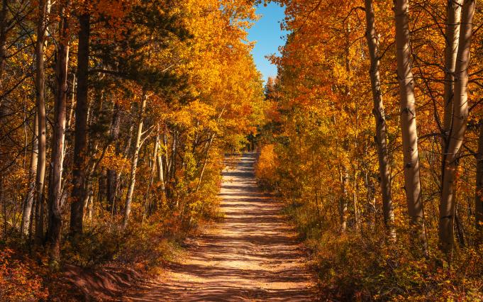 Photo by <a href="https://unsplash.com/@joshuaworoniecki?utm_source=unsplash&utm_medium=referral&utm_content=creditCopyText">Joshua Woroniecki</a> on <a href="https://unsplash.com/photos/a-dirt-road-surrounded-by-lots-of-trees-rSQB6EE8qH4?utm_source=unsplash&utm_medium=referral&utm_content=creditCopyText">Unsplash</a>