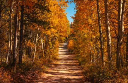 Photo by <a href="https://unsplash.com/@joshuaworoniecki?utm_source=unsplash&utm_medium=referral&utm_content=creditCopyText">Joshua Woroniecki</a> on <a href="https://unsplash.com/photos/a-dirt-road-surrounded-by-lots-of-trees-rSQB6EE8qH4?utm_source=unsplash&utm_medium=referral&utm_content=creditCopyText">Unsplash</a>
